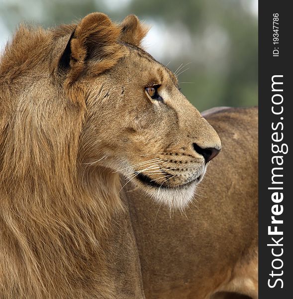 A young male lion standing portrait. A young male lion standing portrait