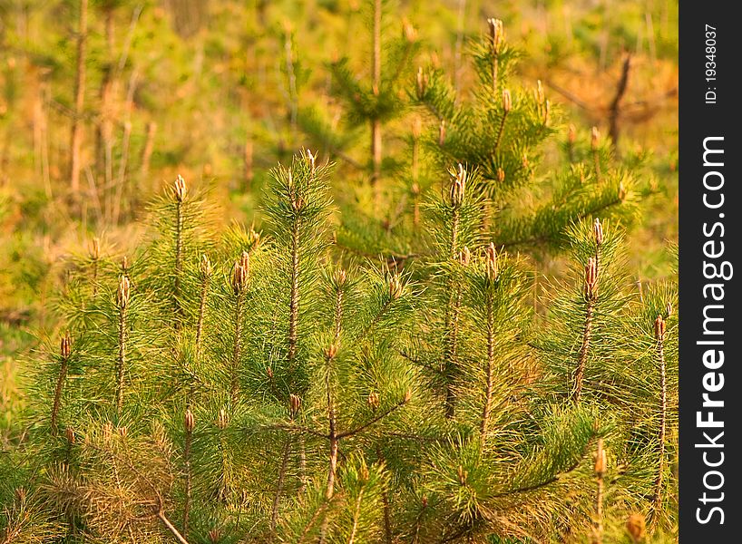 Spring Trees