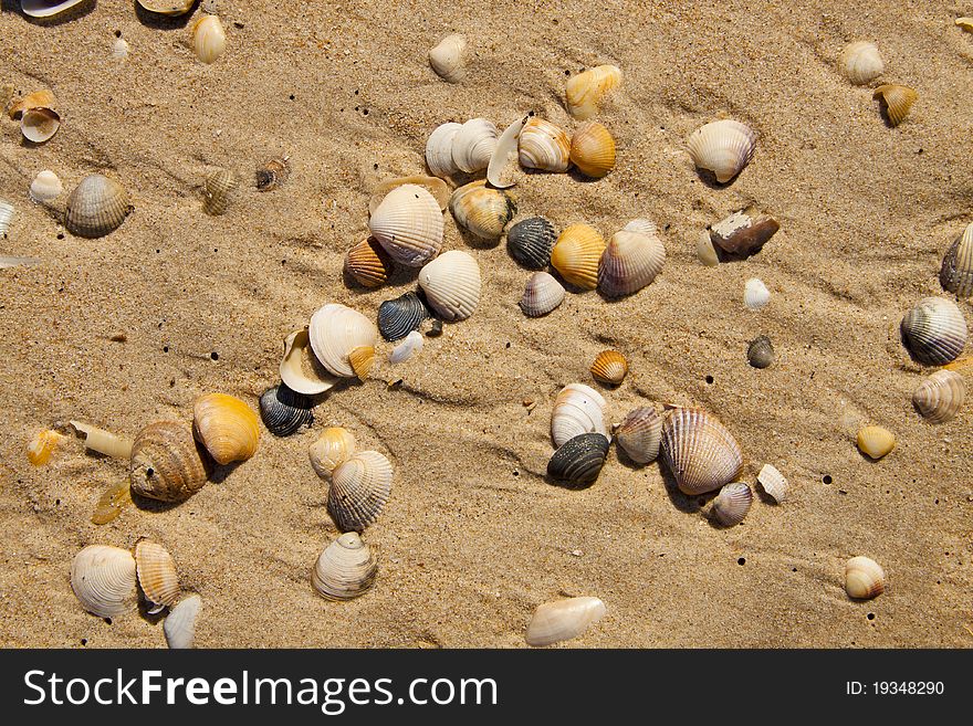 Small seashells over sand