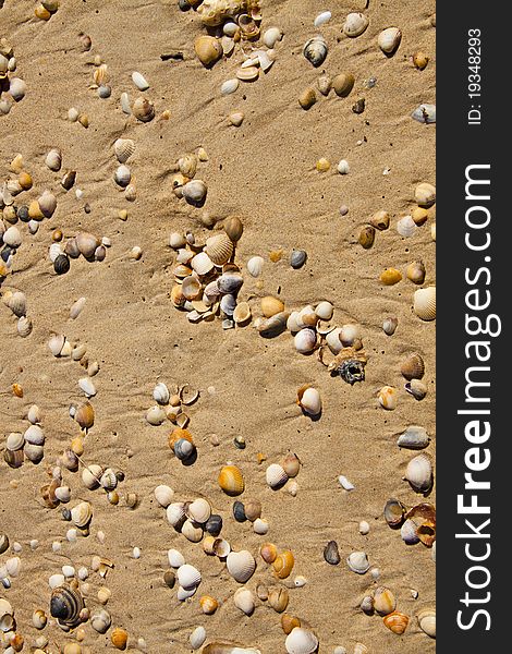 Detail of Small seashells over sand - Vertical view