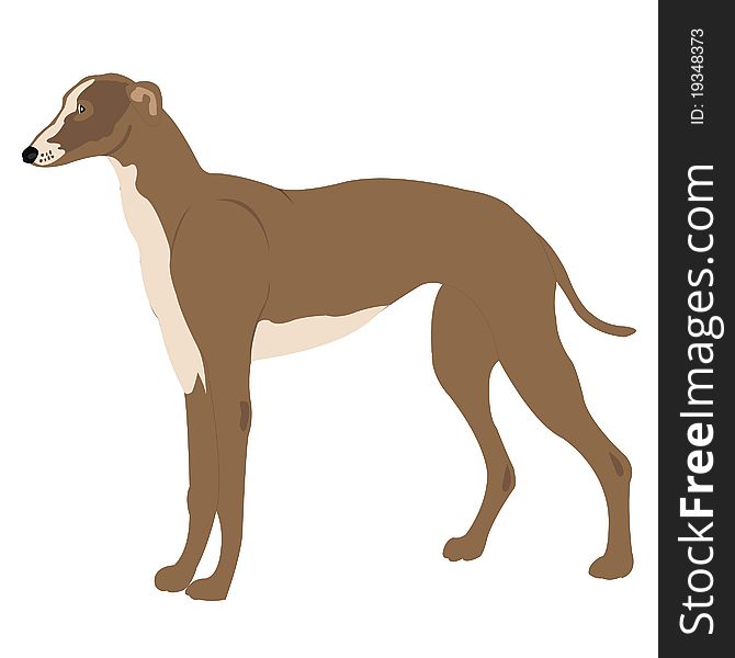 Illustration Of The Dog Of The Sort Greyhound