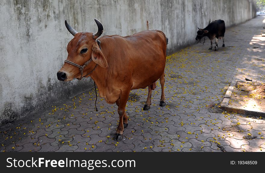 Holy Cows are walking on the street, Mumbai