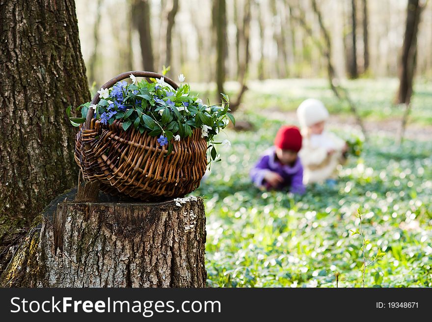 An image of basket with flowers in the woods. An image of basket with flowers in the woods