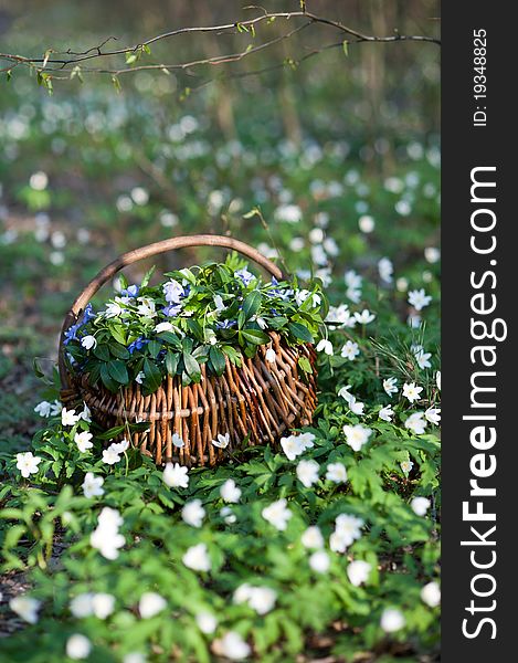 An image of wooden basket in spring forest. An image of wooden basket in spring forest