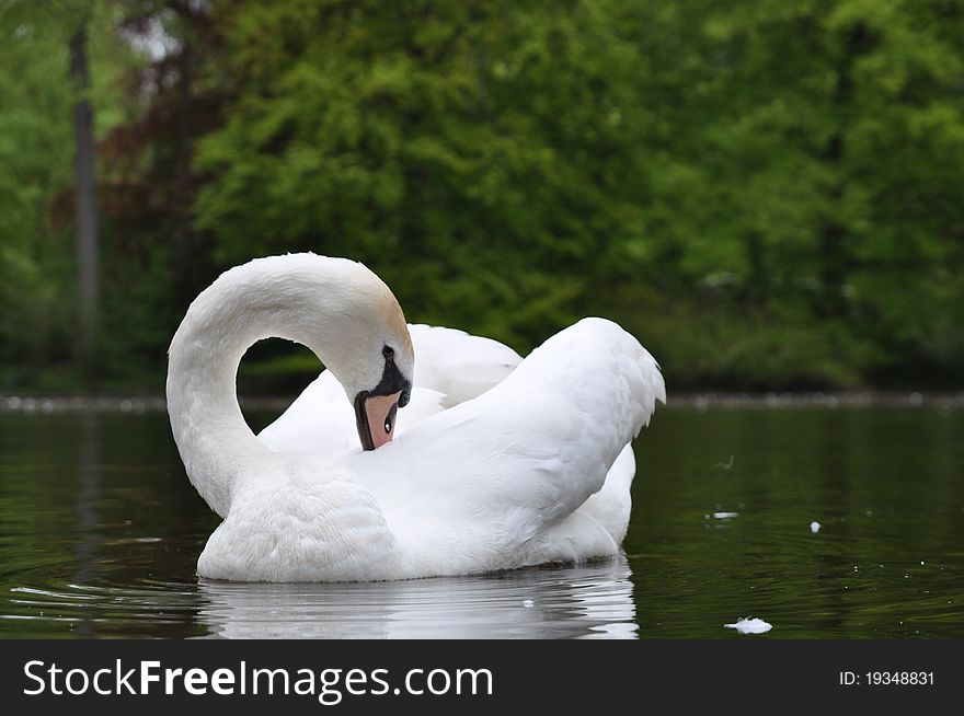 Dutch swan, swimming in spring at the Keukenhof in Holland. Dutch swan, swimming in spring at the Keukenhof in Holland.