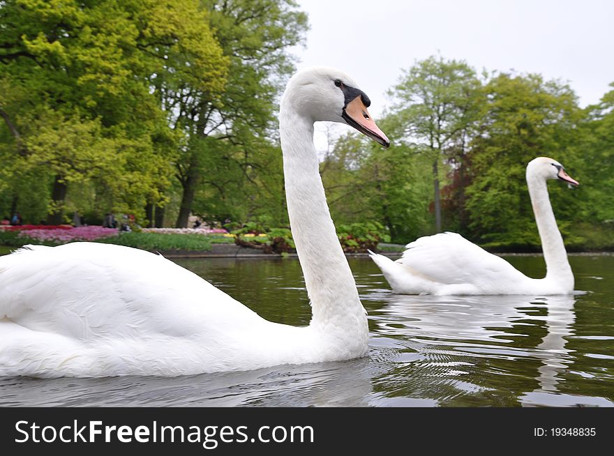 Beautiful Swimming Swans