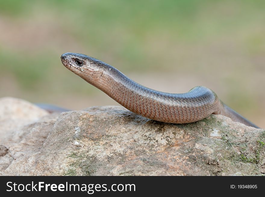 A young Blindworm on a stone