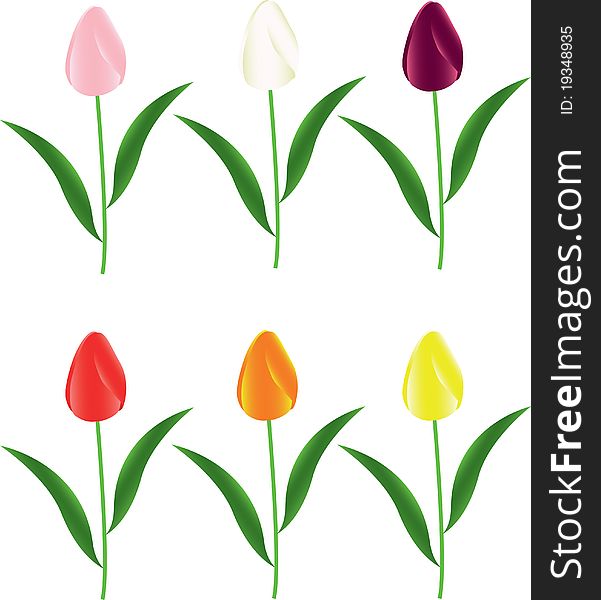 Red, orange, yellow, pink and white tulips. Red, orange, yellow, pink and white tulips
