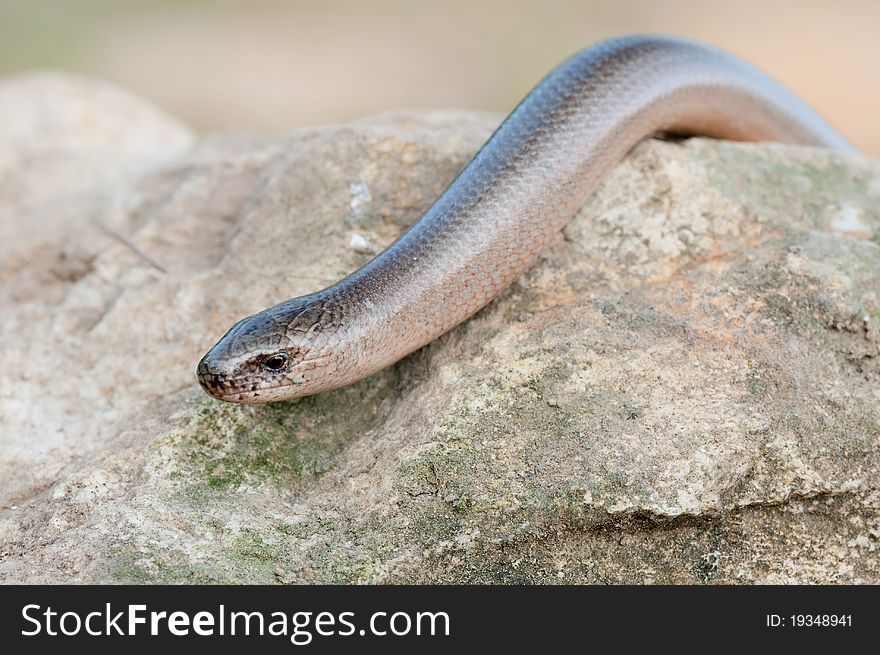 A young Blindworm on a stone