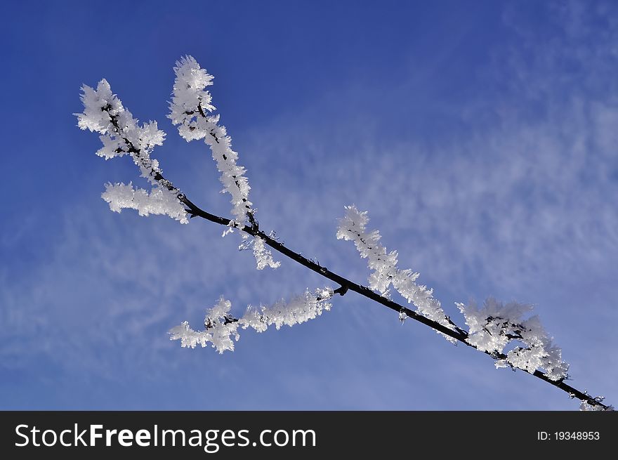 A snowy branch in the sky