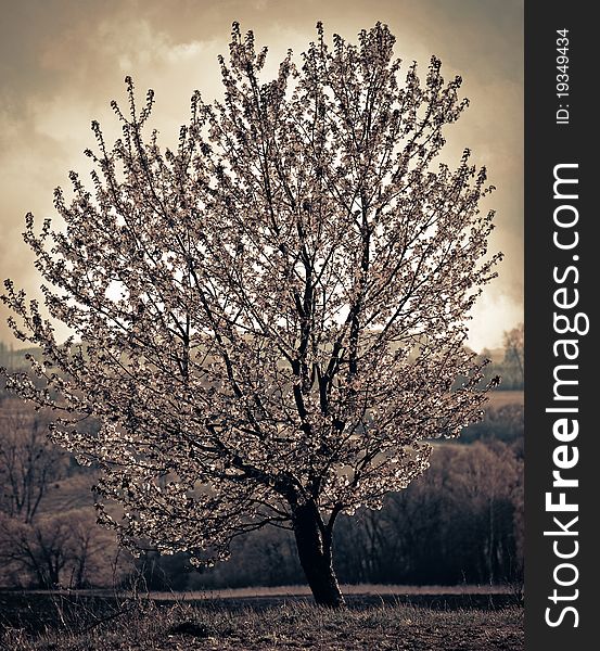 Beautiful roadside cherry tree at spring season sunset