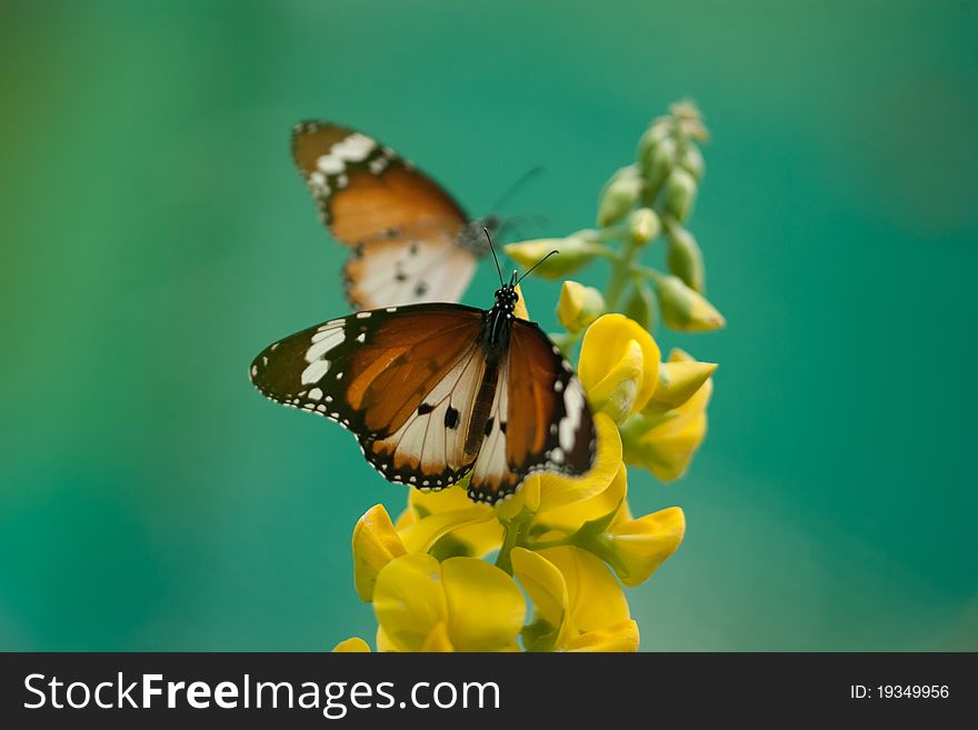 A butterfly in the park stopped on top of flowers.