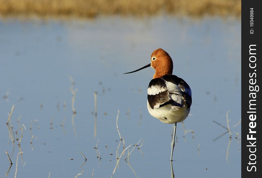 An American Avocet standing on one leg in a shallow wetland looking across the landscape at Lower Klamath National Wildlife Refuge.