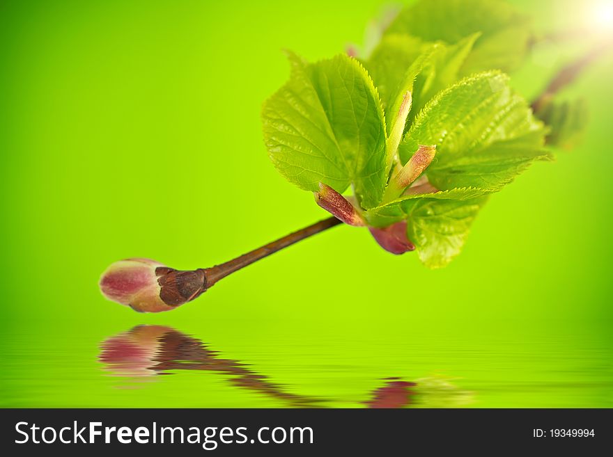 Tree branch with a new bud above the water surface. Tree branch with a new bud above the water surface.