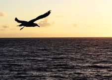 A Bird In The Sunset Royalty Free Stock Image A Bird In The Sunset Royalty Free Stock Image