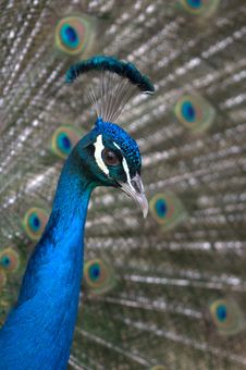 Peacock Close Up Stock Photo Peacock Close Up Stock Photo
