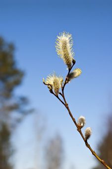 Twig Of Pussy Willow Stock Photography Twig Of Pussy Willow Stock Photography