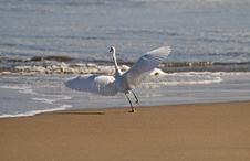 Egret Taking Flight From The Shore Stock Photography Egret Taking Flight From The Shore Stock Photography