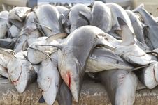 Sharks,fish Market, Dubai Stock Photography Sharks,fish Market, Dubai Stock Photography