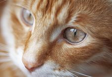 Red Cat Stock Photography Red Cat Stock Photography