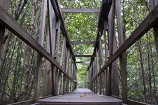 Mangrove Path Way Royalty Free Stock Photos Mangrove Path Way Royalty Free Stock Photos