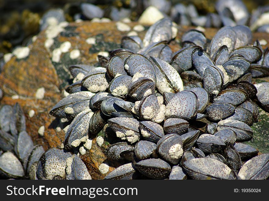 Diet edible fresh healthy mussel mussels seafood shell uncooked