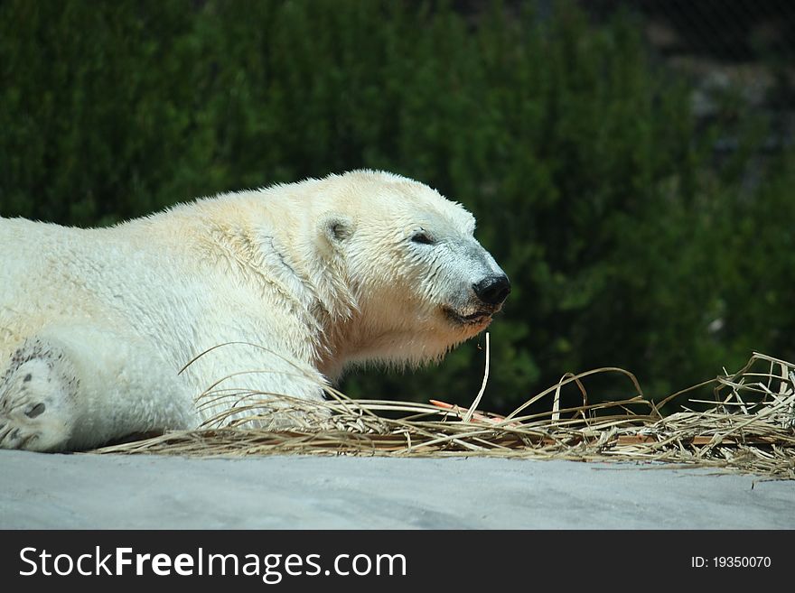 A polar bear lying down