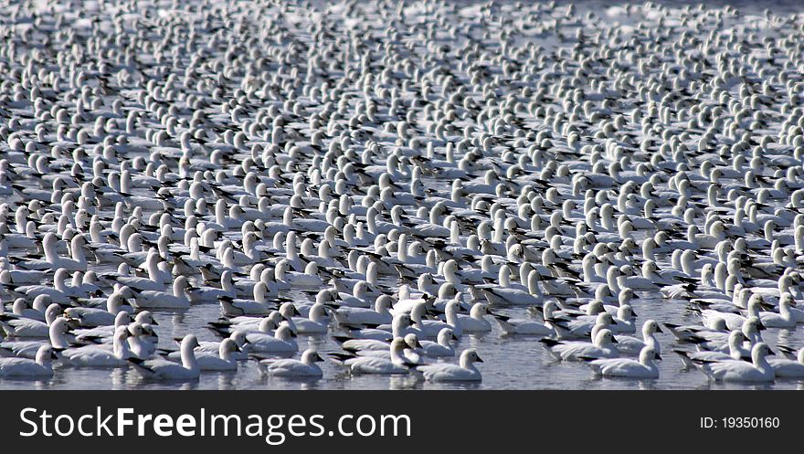 Flock Of Snow Geese