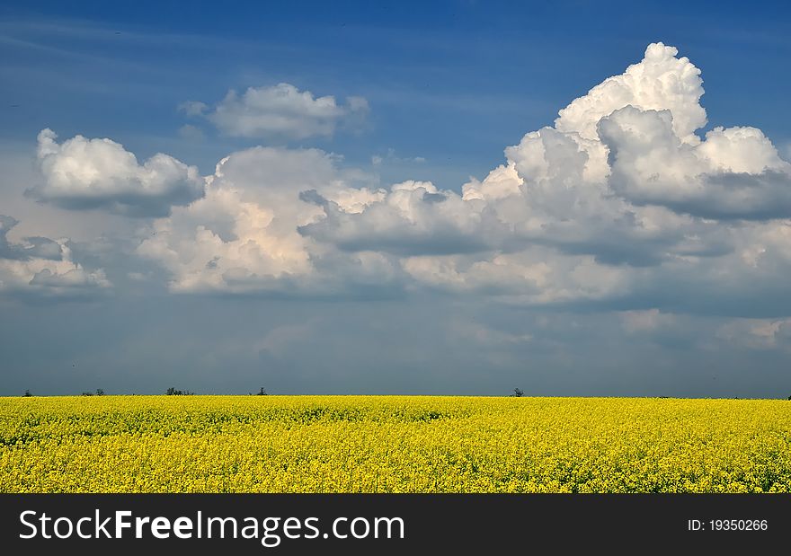 Yellow field of with clouds.