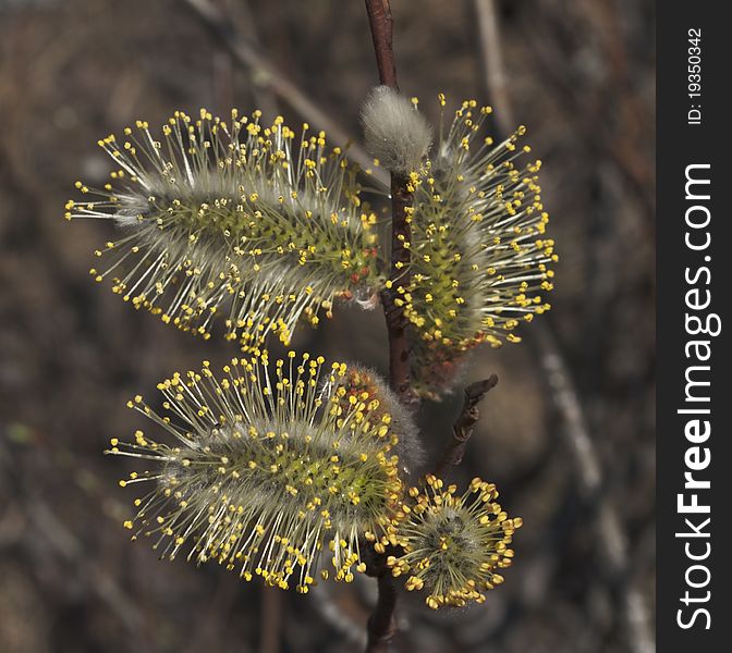 Close-up of the willow blossoms in the fine spring. Close-up of the willow blossoms in the fine spring