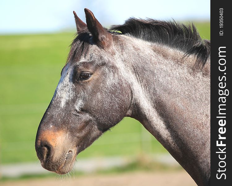 A curious horse´s h ead in profile - outside without bridle. A curious horse´s h ead in profile - outside without bridle.