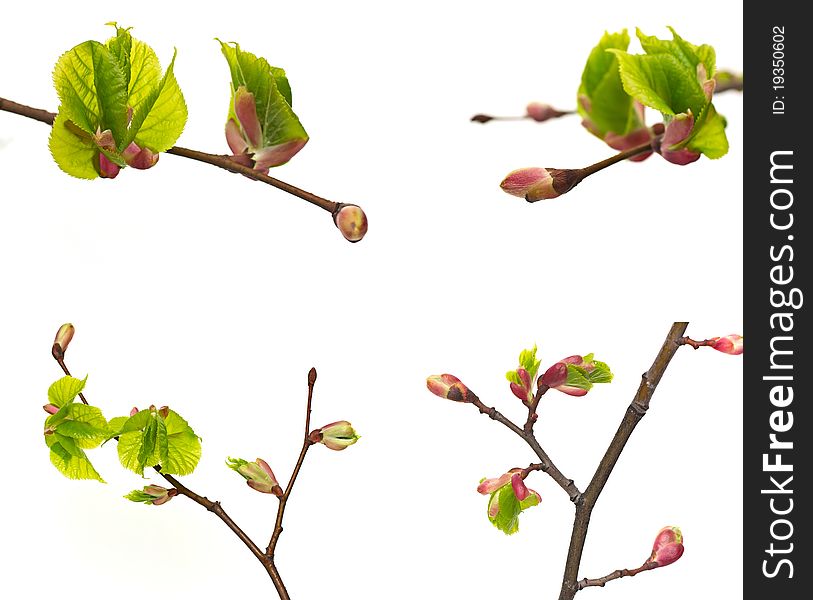 New tree buds on a white background. New tree buds on a white background.