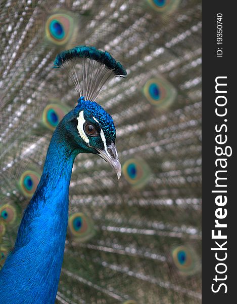 Beautiful colorful male peacock close up