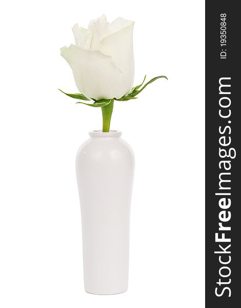 White rose in a vase on a white background
