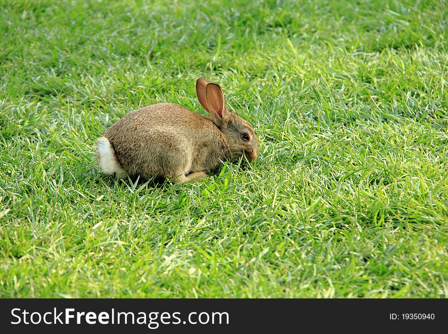 Rabbit in the sitting on the grass