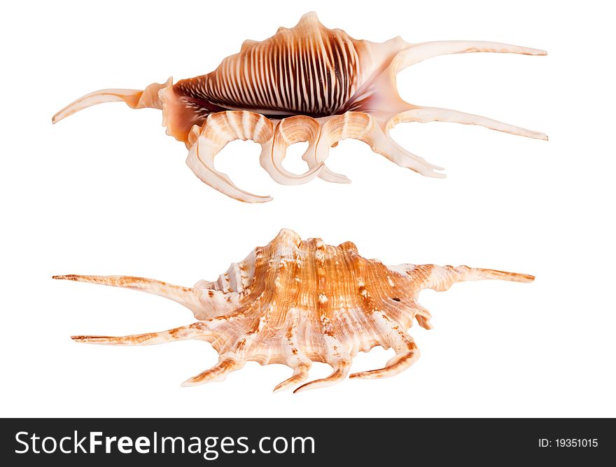 Conch seashell isolated on white background