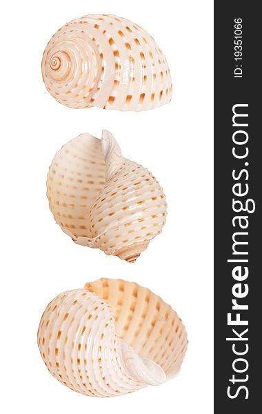 Spiral seashell isolated on white background