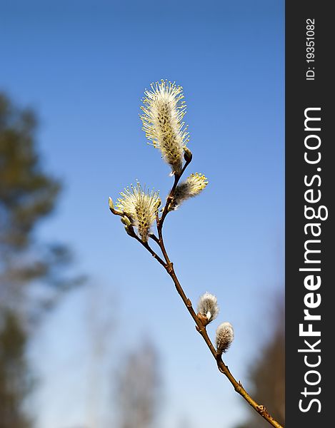 Twig of willow against the blue sky. Twig of willow against the blue sky