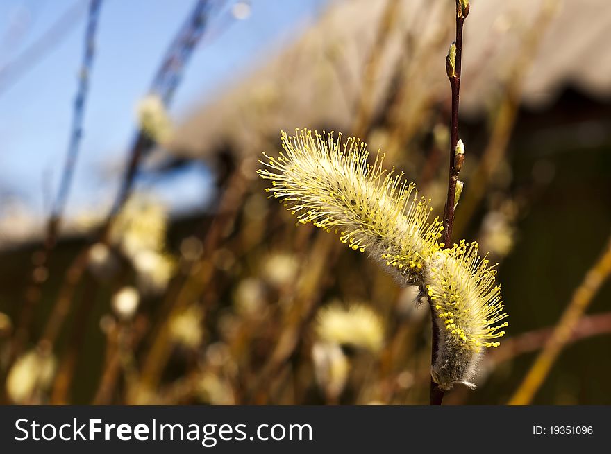 Twig of willow flowers. Twig of willow flowers