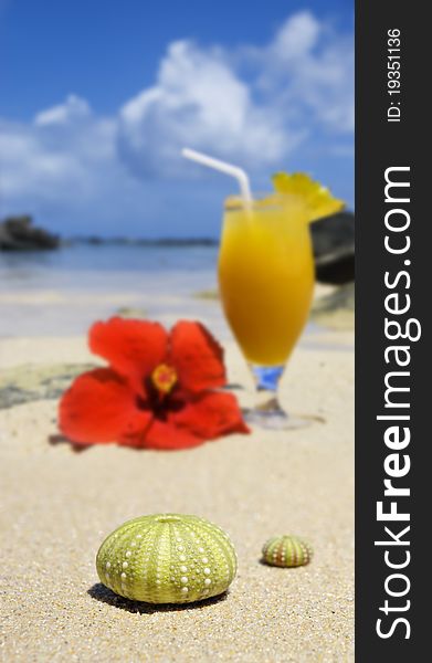 Sea urchin shells on the beach with a fresh fruit cocktail in the background