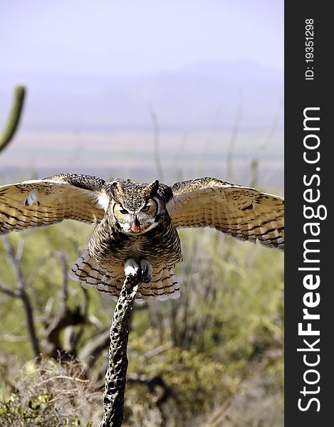 A great horned owl perched on a dead cactus with wings spread, food in his beak.