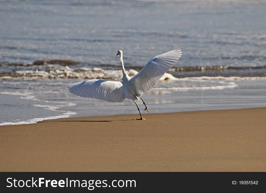 Snowy egret taking flight from a Pacific Ocean shore. Snowy egret taking flight from a Pacific Ocean shore