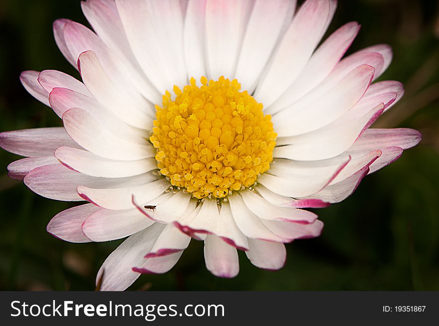 Macro shot of wild daisy . Macro shot of wild daisy