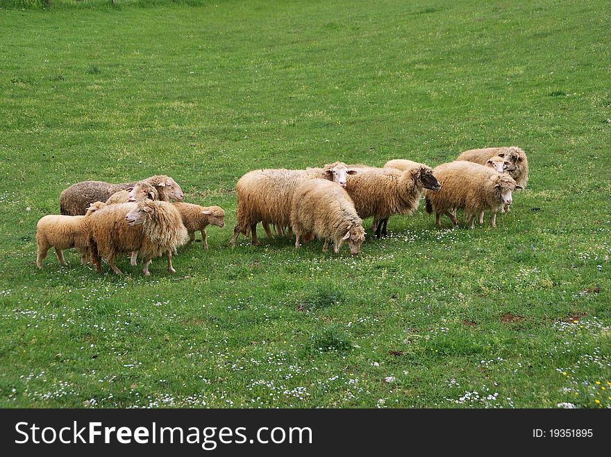Sheeps photographed in the meadow to graze on grass. Sheeps photographed in the meadow to graze on grass.