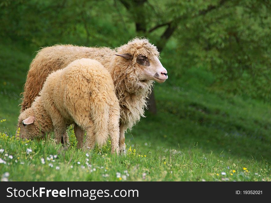 Two sheep photographed in a meadow to graze on grass. Increased sheep's mom. Less sheep was young. Two sheep photographed in a meadow to graze on grass. Increased sheep's mom. Less sheep was young.