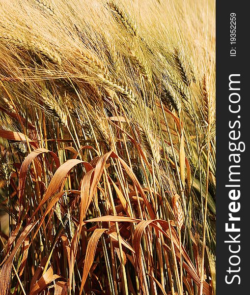 Picture of ears wheat for design. Picture of ears wheat for design
