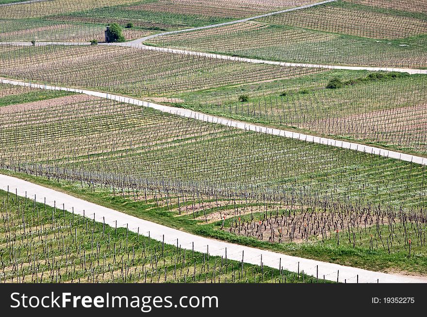 Vineyards, Germany