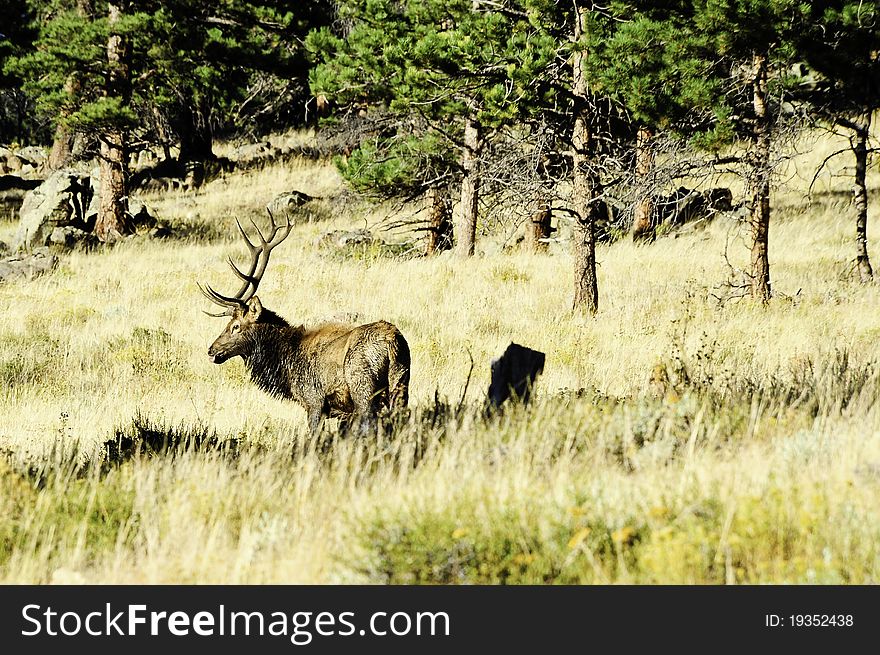 A bull elk standing in a field of grass with his tongue sticking out