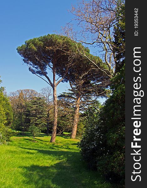 Background with green tree and blue sky