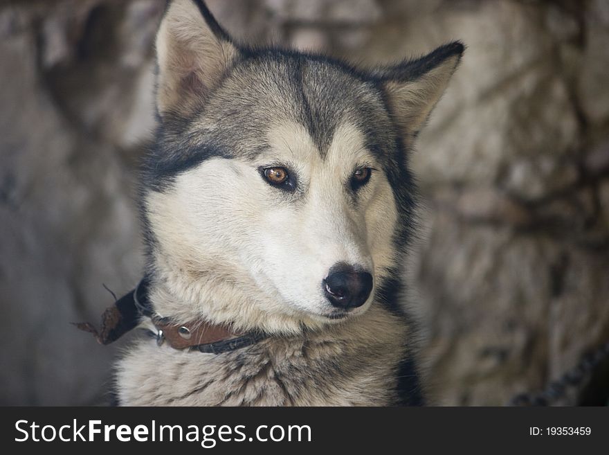 Monastery Dog